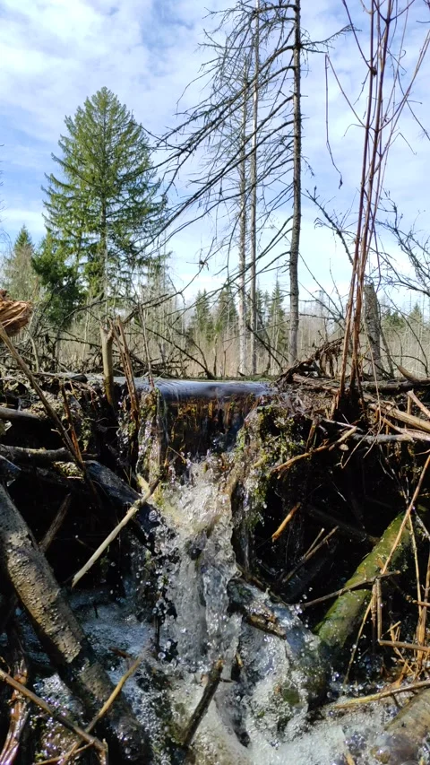 A stream in the forest (33) 4K 30 FPS Stock-Footage 271146005
