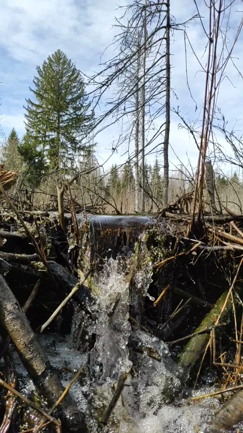 A stream in the forest (34) Full HD 60 FPS Stock Footage 271145833