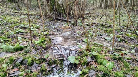 A stream in the forest (4) 4K 30 FPS Video stock 270336423