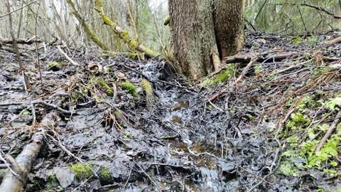 A stream in the forest (5) 4K 30 FPS Stock Footage 271073055