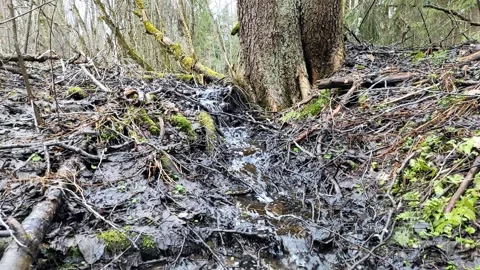 A stream in the forest (6) Full HD 60 FPS Stock Footage 271077162