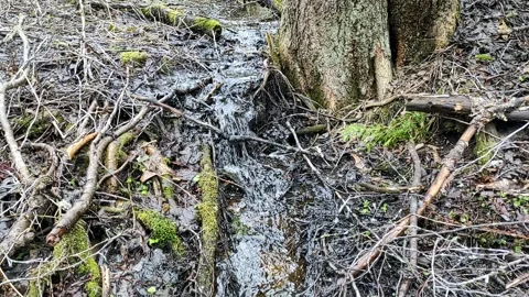 A stream in the forest (7) Full HD 60 FPS Stock-Footage 271077642