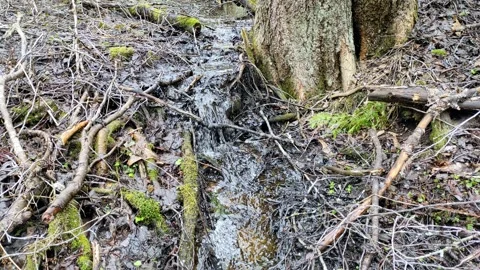 A stream in the forest (8) 4K 30 FPS Stock Footage 271079466