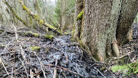 A stream in the forest (9) 4K 30 FPS Stock Footage 271074674