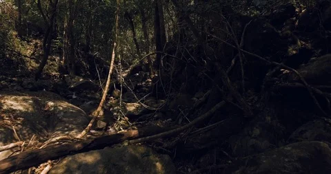 Stream in a forest aerial Stock Footage 89751821