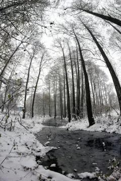 Stream in the forest among the trees Fotos de archivo
