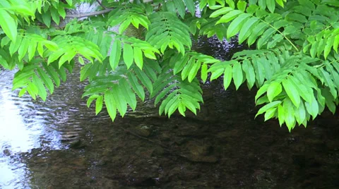 Stream in forest and  singing birds Stock Footage 39676179