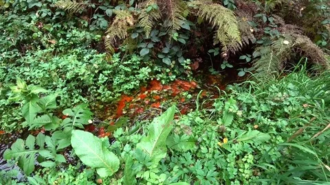 Stream in a forest. Autumn landscape Stock Footage 81235191