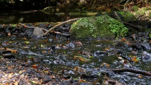 A stream in the forest babbles past a stone overgrown with greenery. Stock Footage 138161477