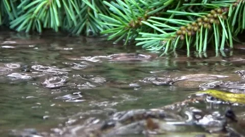 Stream in the forest on the background of trees. Stockbeeldmateriaal 53970649
