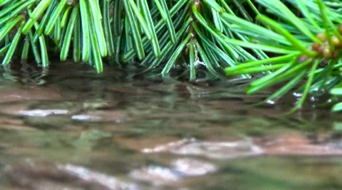 Stream in the forest on the background of trees. Stock Footage 53971985