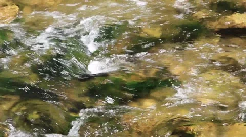 Stream in forest ,clean fresh cold water,artistic video background Stock Footage 49931307