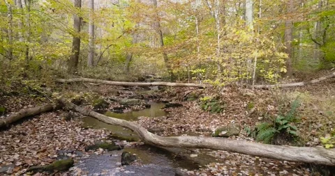 Stream in the forest with colorful fall leaves in the water and on the trees Stock Footage 254498376