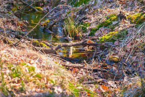 Stream in the forest dirty with branches and leaves sunny day Stock Photos