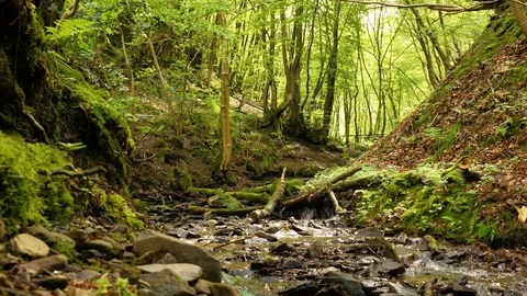 Stream in the forest flowing over mossy stones in spring, very idyllic Stock Footage 75327150