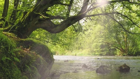 Stream in the forest flowing under a mossy tree Stock-Footage 75346715