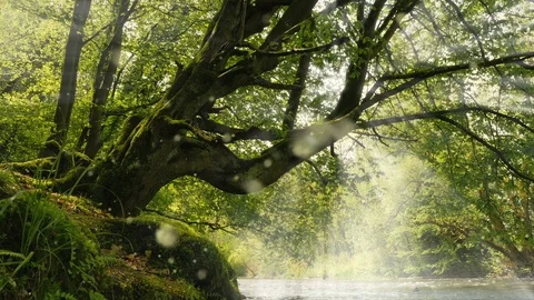 Stream in the forest flowing under a mossy tree with sunbeams Stock-Footage 83880593