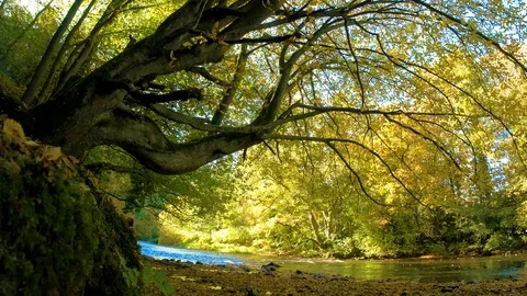 Stream in the forest flowing under a mossy tree in autumn Stock-Footage 96379413