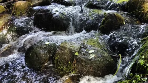 A stream in the forest flows over rocks, a glade in the forest Stock Footage 253720434