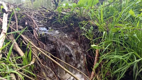 Stream in the forest that flows through the beaver dam. Shooting on a summer day Stock Footage 130901301