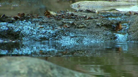 Stream in the forest Video stock 525515