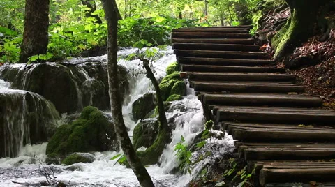 Stream in the Forest Видео 913220