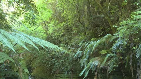 Stream in a forest Stock-Footage 10856034