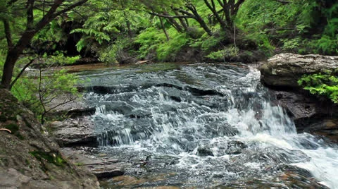Stream in a forest Stock Footage 24185022