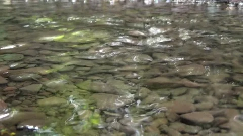 Stream in the forest. Stockbeeldmateriaal 53969856