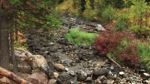 A stream in the forest Stock Footage 72571988