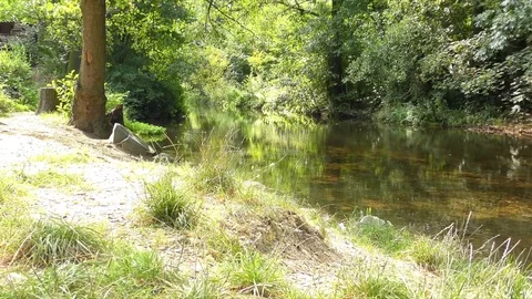 Stream in the forest Stock-Footage 73197457