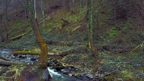 Stream in forest Stock Footage