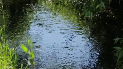 Stream in the Forest Stock Footage 76537614