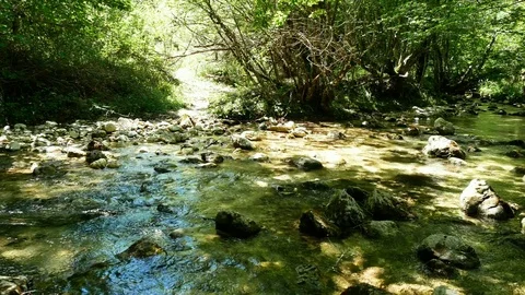 Stream in the forest Stock Footage 79547064