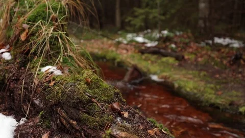 Stream in a forest Video stock 82237625