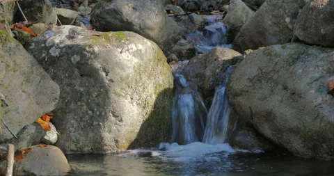 Stream in the forest Stock Footage 101543540