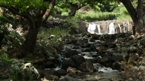 Stream In A Forest Stock Footage 104826748