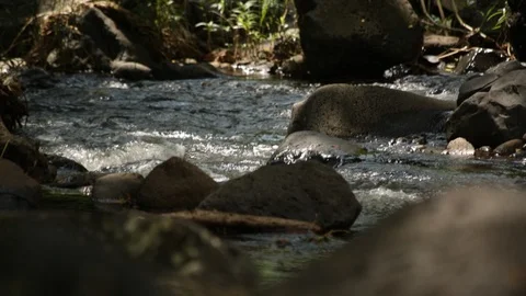 Stream In A Forest Stock Footage 104828637