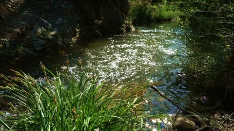 Stream in forest 動画素材 112096446