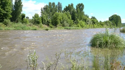 Stream in the forest Stock-Footage 113198072