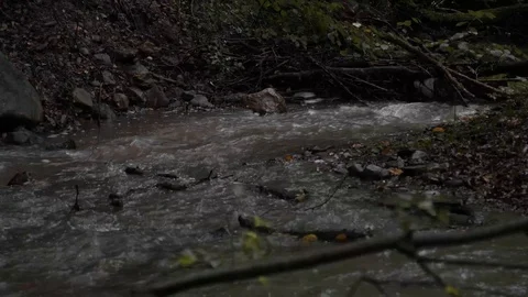 Stream in a forest Stock Footage 117560209