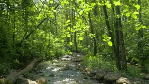Stream in the forest Stock-Footage 132447789