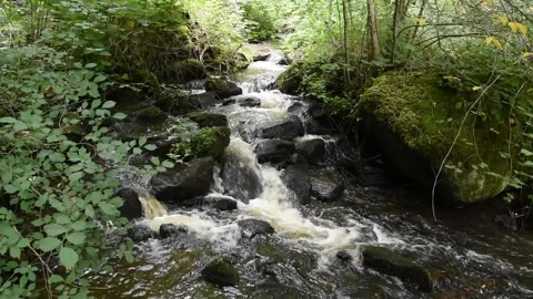 Stream in the forest Stock Footage 133196869