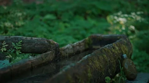 Stream in the forest Stock Footage 194134290
