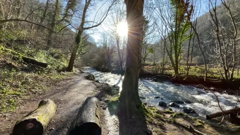 Stream in the forest Stock Footage 245976709