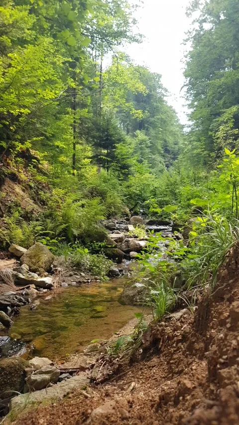Stream in the forest Video stock 279982635