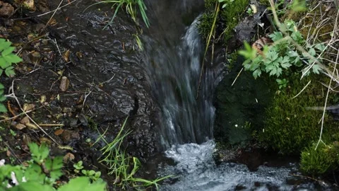 A stream in the forest Stock Footage 308358133