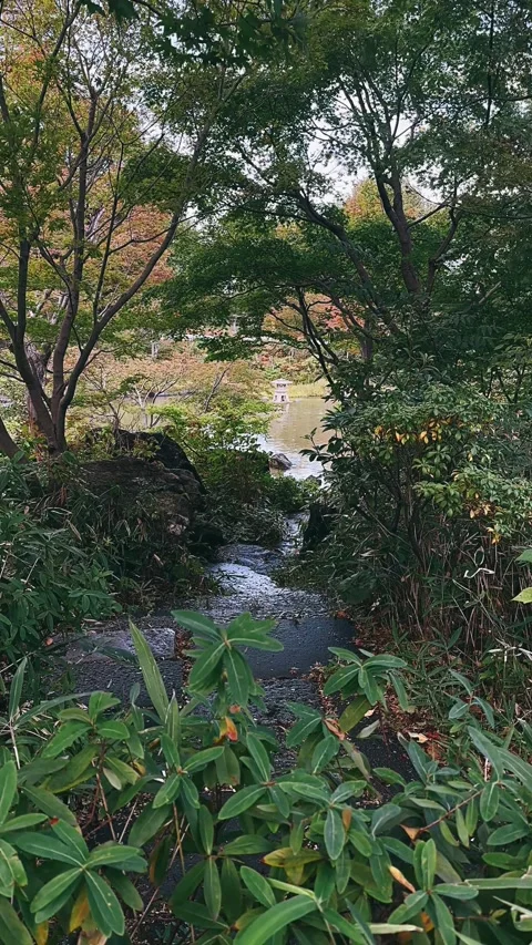 Stream in the forest, forest, nature, water, river, stream Stock Footage 257828611