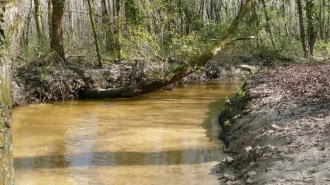 Stream in the forest in Gironde Video stock 163578981
