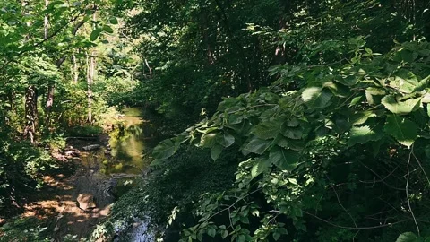 Stream, forest, landscape, waterfall, green, mountain, tree, rock, rocks, Stock Footage 246820458